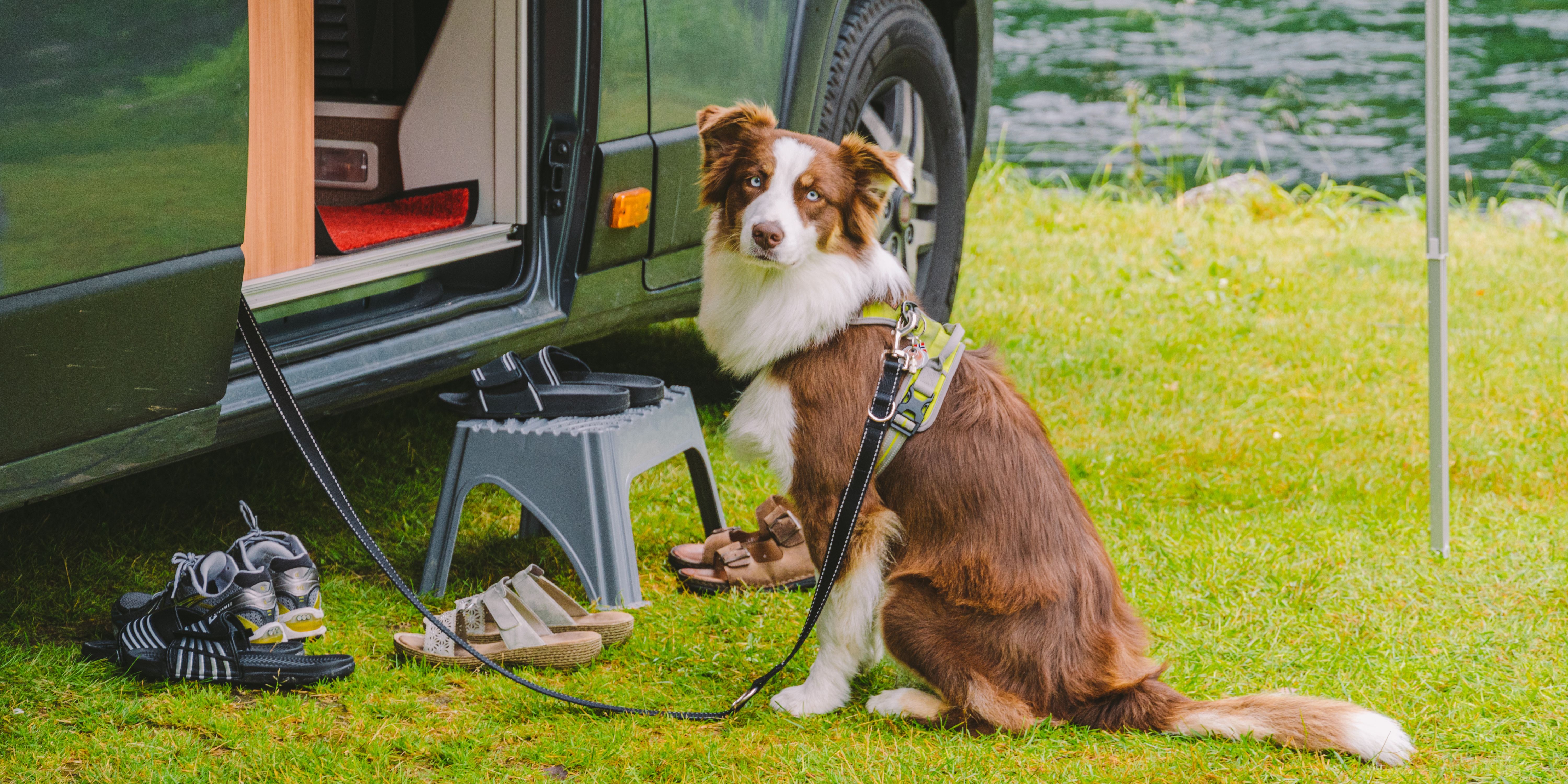 <span>Camping mit Hund – das solltest du wissen</span>