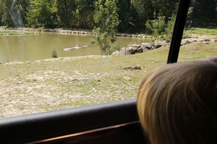 Die Nilpferde liegen entspannt im Wasser.