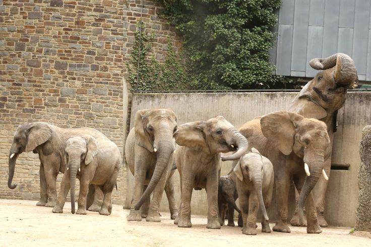 Im Wuppertaler Zoo kommen regelmäßig Elefantenkälber auf die Welt