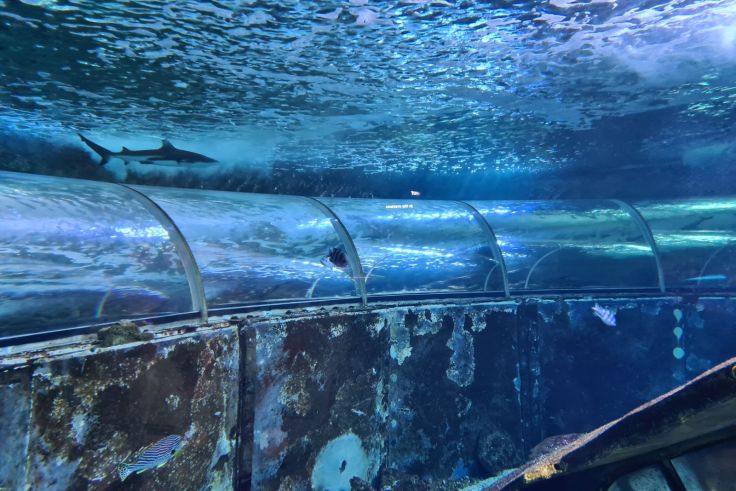 Ein Schwarzspitzen-Riffhai schwimmt direkt über den Tunnel.