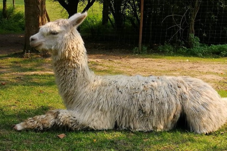 Scotty ist ein Suri-Alpaka. Bei Suris ist die Wolle feiner und hängt in seidigen, gewellten Strähnen vom Körper herunter.