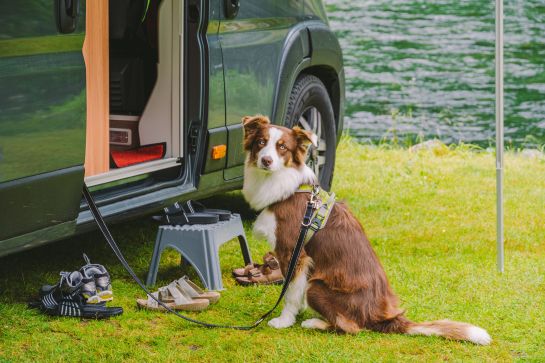 Camping mit Hund – das solltest du wissen