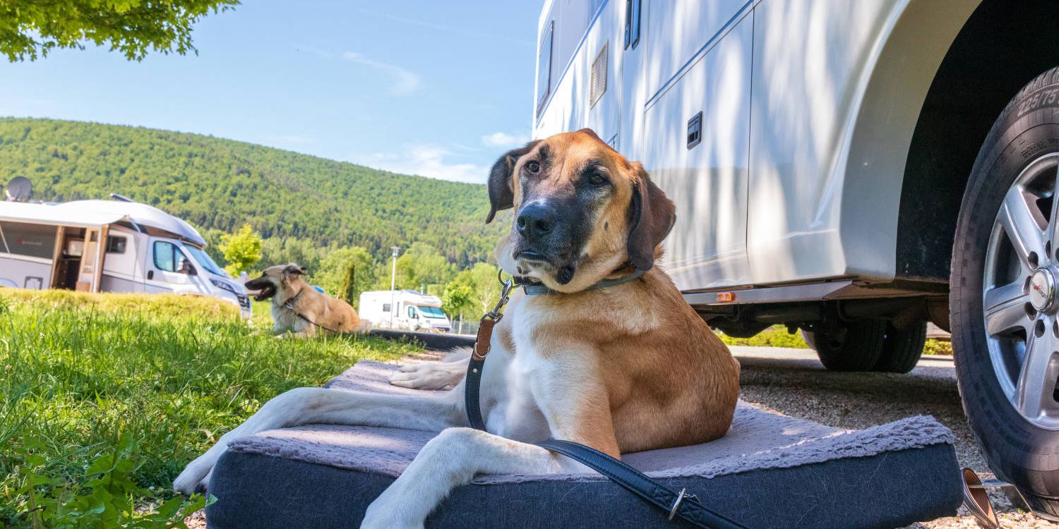 <span>10 Must-haves für Hunde im Campingurlaub</span>