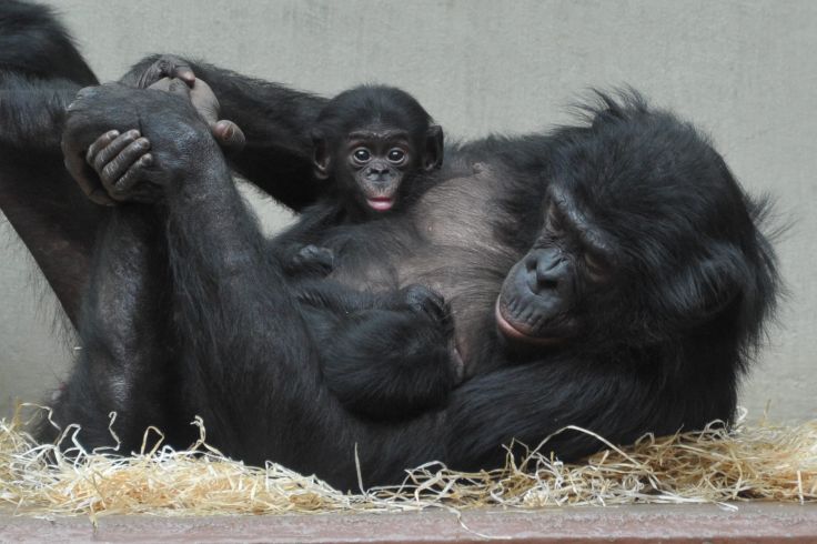 In einem Schlafnest, das übrigens alle Menschenaffen bauen, kuschelt eine Bonobo-Mutter mit ihren Jungen