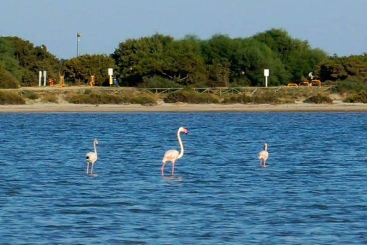 Flamingos am Stagno di Notteri
