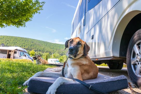 10 Must-haves für Hunde im Campingurlaub