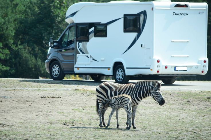 Mit dem Wohnmobil auf Safari. Im Serengeti Park kommt man den Tieren ganz nah. 