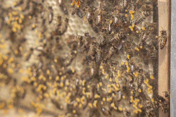 Das sind die Bienen, die auf dem Gelände leben.