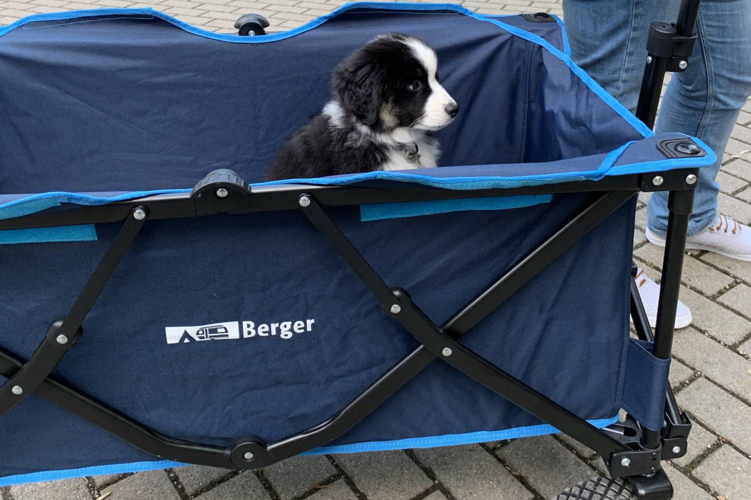Campingzubehör für Hunde - Berger Blog