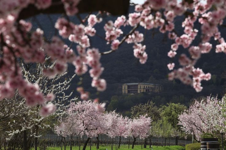 Von Bockenheim bis Schweigen-Rechtenbach führt der Pfälzer Mandelpfad auf ungefähr 100 km vorbei an zahlreichen Mandelbäumen, die mit ihren weiß und rosa Blüten den Frühling in der Pfalz einläuten.