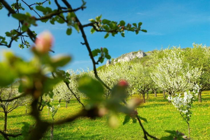 Kirschblüte in der Fränkischen Schweiz